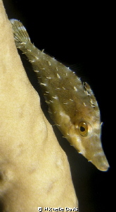 Slender File Fish by Michelle Davis 